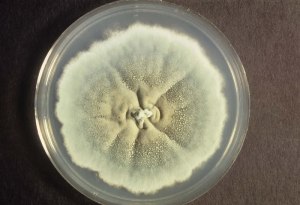 penicillin mold